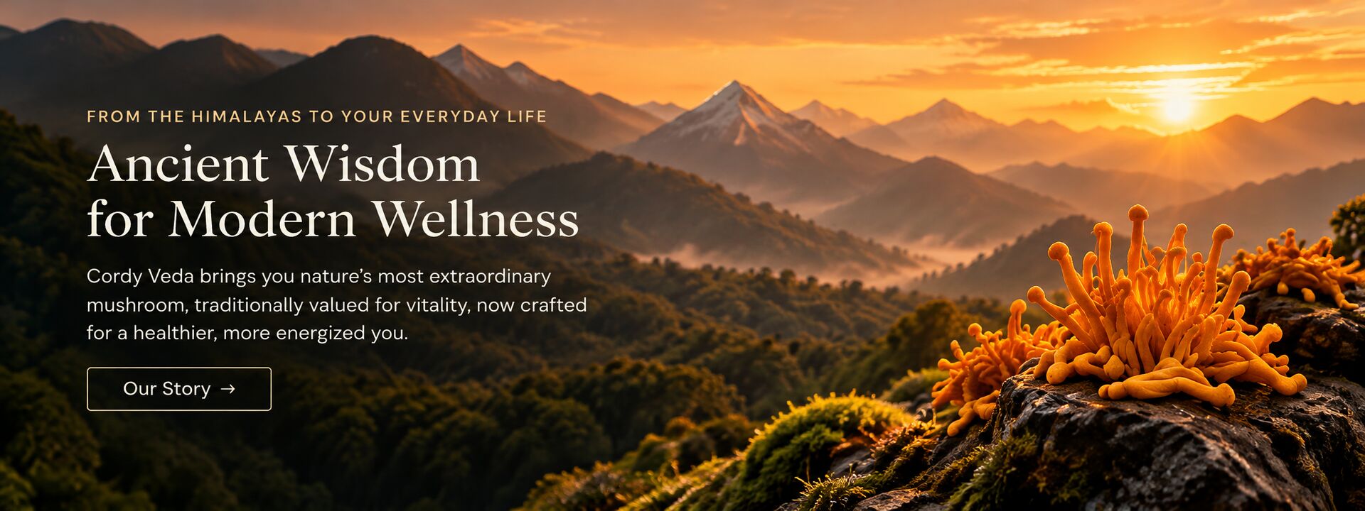 From the Himalayas to your everyday life - Ancient Wisdom for Modern Wellness. Cordy Veda brings you nature's most extraordinary mushroom, traditionally valued for vitality, now crafted for a healthier, more energized you.